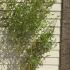Phyllostachys Aureosulcata Bamboo 1.75-2 m buy online UK.