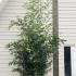 Phyllostachys Aureosulcata Bamboo 2.5-3 m buy online UK.
