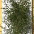 Phyllostachys Aureosulcata Bamboo 1.25-1.5 m buy online UK.