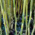 Phyllostachys Aureosulcata Spectabilis also known as Yellow Groove Bamboo for sale online with UK delivery.