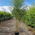 pass 2.5-3 m buy online UK.