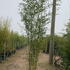 pass 3-3.5 m buy online UK.