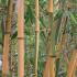 Phyllostachys Bambusoides Castillonii, also known as Hardy Castillon Bamboo, plants to buy online UK delivery.