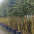 phybiss 3-3.5 m buy online UK.