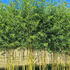phybiss 3-3.5 m buy online UK.