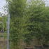phybiss 3-3.5 m buy online UK.