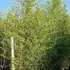 phybiss 3-3.5 m buy online UK.