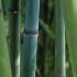 Phyllostachys Glauca Bamboo for Sale Online with UK & Ireland delivery by our London bamboo specialist nursery.