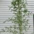 Phyllostachys Glauca Bamboo 2.5-3 m buy online UK.
