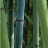 Phyllostachys Glauca Bamboo for Sale Online with UK & Ireland delivery by our London bamboo specialist nursery.