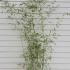 Phyllostachys Humilis Bamboo 2-2.5 m buy online UK.