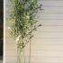 Phyllostachys Nidularia Broom Bamboo 2-2.5 m buy online UK.