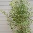 Phyllostachys Nigra - Black Bamboo 1.5-1.75 m buy online UK.