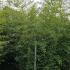 Phyllostachys Nigra - Black Bamboo 3-3.5 m buy online UK.