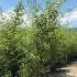 Phyllostachys Nigra - Black Bamboo 2-2.5 m buy online UK.