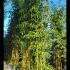 Phyllostachys Vivax Aureocaulis 5-5.5 m buy online UK.