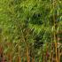 Phyllostachys Vivax Aureocaulis also known as Golden Chinese Timber Bamboo for sale online with UK delivery