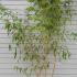 Phyllostachys Vivax Aureocaulis 3.5-4 m buy online UK.