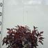 Physocarpus Opulifolius All Black Ninebark 30-40 cm buy online UK.