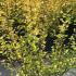Physocarpus Opulifolius Amber Jubilee 1.25-1.5 m buy online UK.