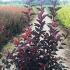 Physocarpus Opulifolius Corona Ninebark 1.5-1.75 m buy online UK.