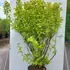 podg 1.25-1.5 m buy online UK.