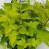 Physocarpus Opulifolius Darts Gold 30-40 cm buy online UK.