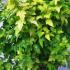 Physocarpus Opulifolius Darts Gold 1-1.25 m buy online UK.