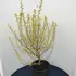 podg 80-100 cm buy online UK.