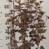 Physocarpus Opulifolius Diable Dor Ninebark 50-60 cm buy online UK.