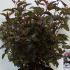 Physocarpus Opulifolius Diabolo 50-60 cm buy online UK.