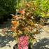 Physocarpus Opulifolius Little Angel Ninebark 40-60 cm buy online UK.