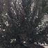 Physocarpus Opulifolius Little Devil 1-1.25 m buy online UK.