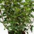 Physocarpus Opulifolius Red Baron Ninebark 30-40 cm buy online UK.