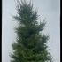 Picea Abies Excelsa Norway Spruce 2.5-3 m buy online UK.