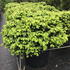 pan 60-70 cm buy online UK.