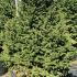 Picea Abies Ohlendorffii or Ohlendorffs Norway Spruce 1-1.25 m buy online UK.
