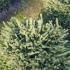 Picea Abies Pygmaea 60-70 cm buy online UK.