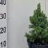 Picea Glauca Var Albertiana Conica 20-30 cm buy online UK.
