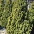 Picea Glauca Var Albertiana Conica 1.2-1.5 m buy online UK.