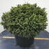 pok 30-40 cm buy online UK.