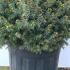 Picea Omorika Nana 20-30 cm buy online UK.