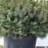 Picea Omorika Nana 30-40 cm buy online UK.