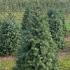 Picea Omorika Serbian Spruce 1.25-1.5 m buy online UK.