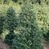 Picea Omorika Serbian Spruce 1.5-1.75 m buy online UK.