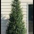 Picea Omorika Serbian Spruce 1.75-2 m buy online UK.