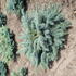 piceapungensglobosa 60-70 cm buy online UK.