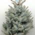 Picea pungens Blue Diamond or Blue Spruce Blue Diamond, beautiful Christmas tree shape - perfect to buy as a living Xmas tree to plant in the garden, buy UK.