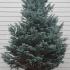 Picea Pungens Fat Albert. Colorado Blue Spruce Fat Albert