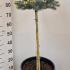Picea Pungens Globosa - Colorado Spruce 80-100 cm buy online UK.